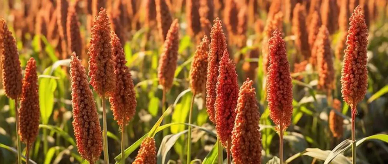 Sorghum Sorghum