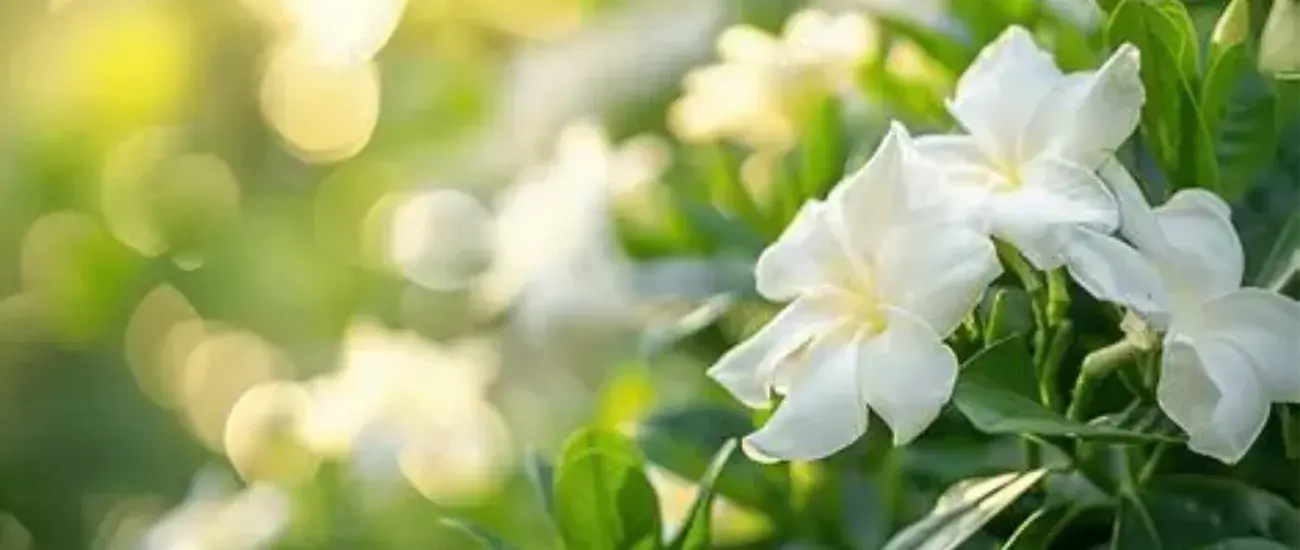 Gardenia Jasminoides Extract