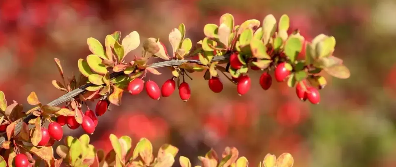 Berberis Extract Berberis Extract