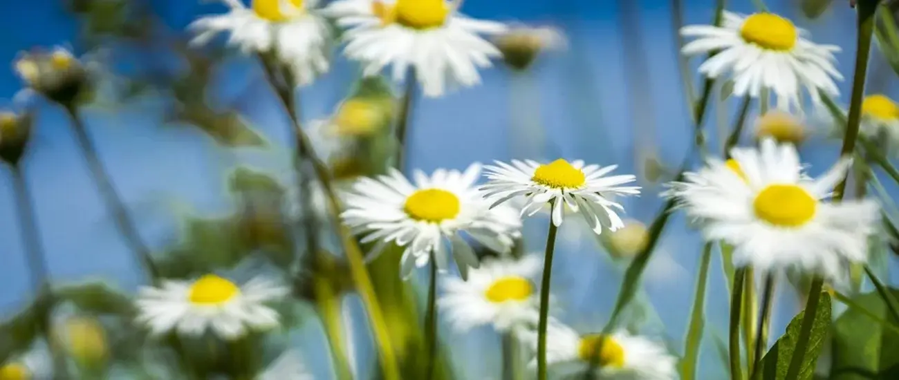 Erigeron Breviscapus Erigeron Breviscapus