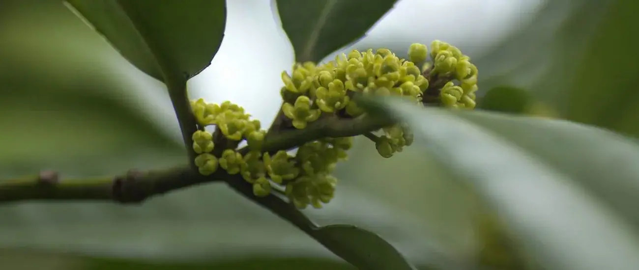 Ilex Latifolia Thunb. Extract Ilex Latifolia Thunb. Extract
