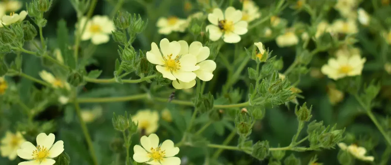 Potentilla Tormentilla Potentilla Tormentilla