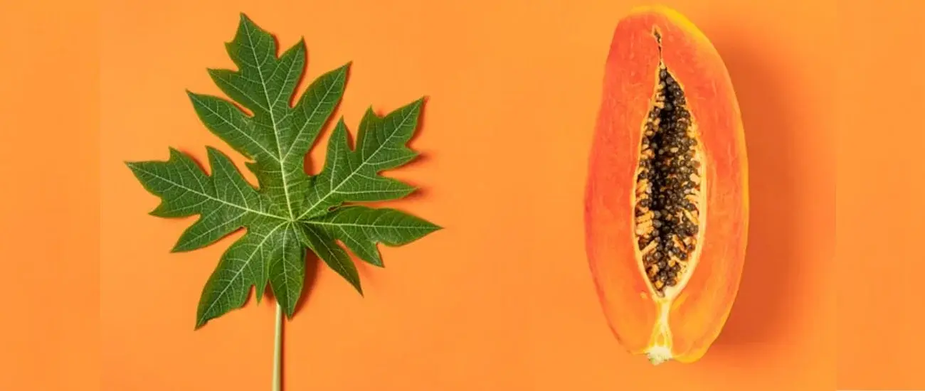papaya papaya