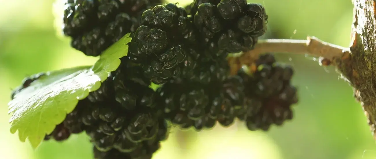 morus alba morus alba