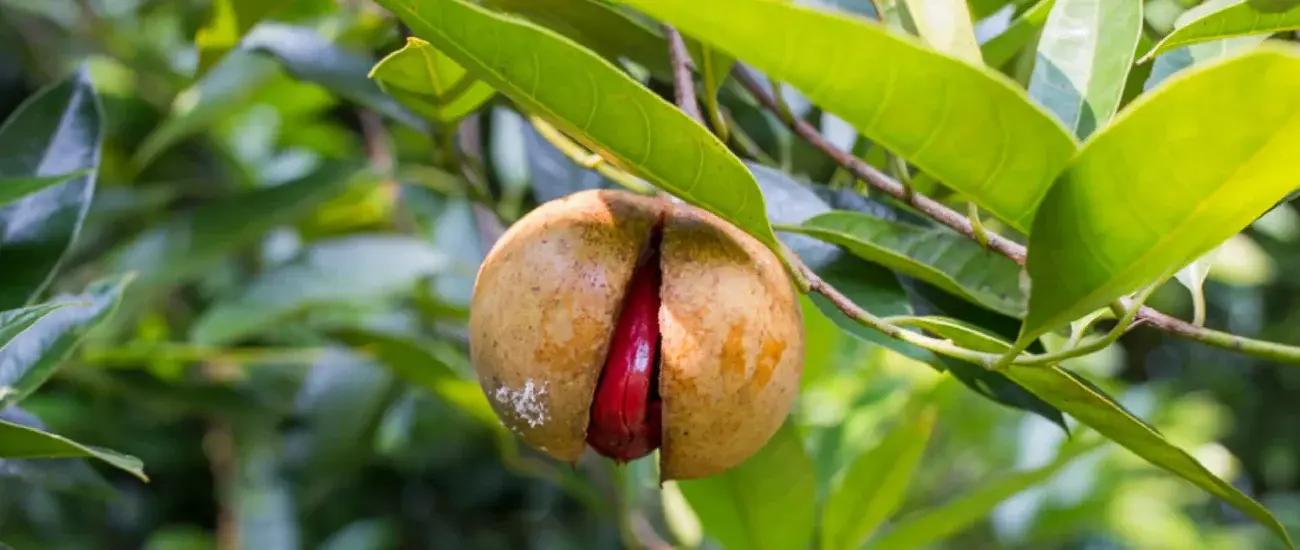 Myristica Extract Myristica Extract