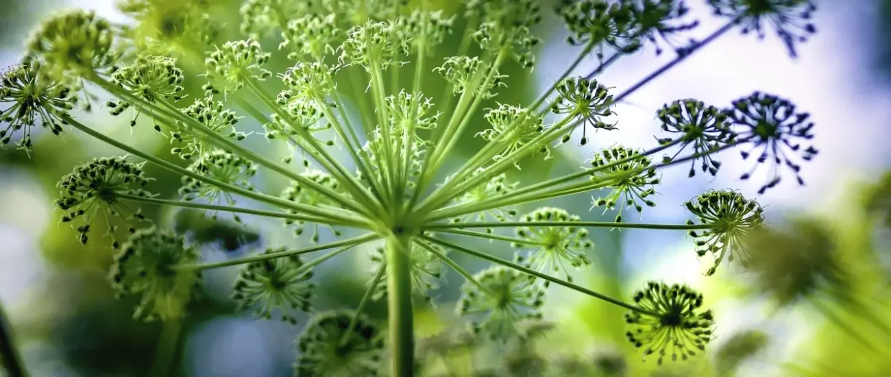 Angelica Extract