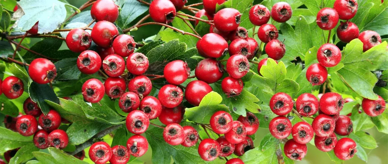 Hawthorn Fruit Extract Hawthorn Fruit Extract