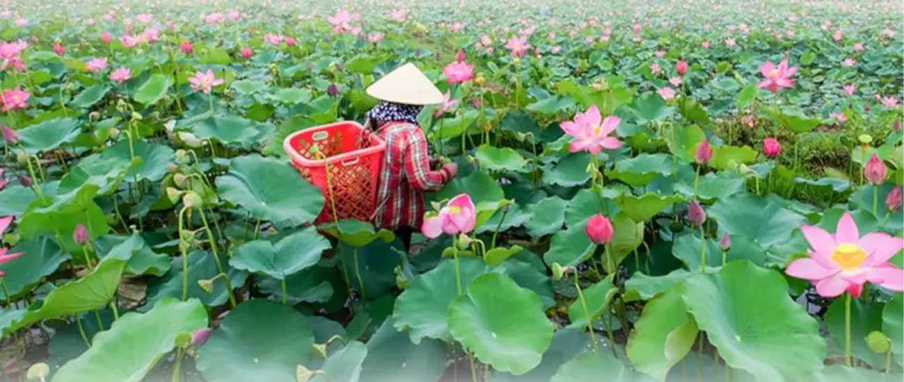 lotus lotus