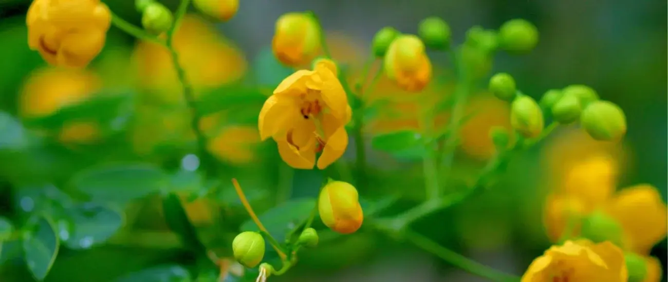 senna senna