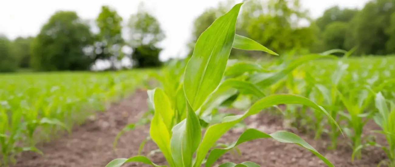 Corn leaf