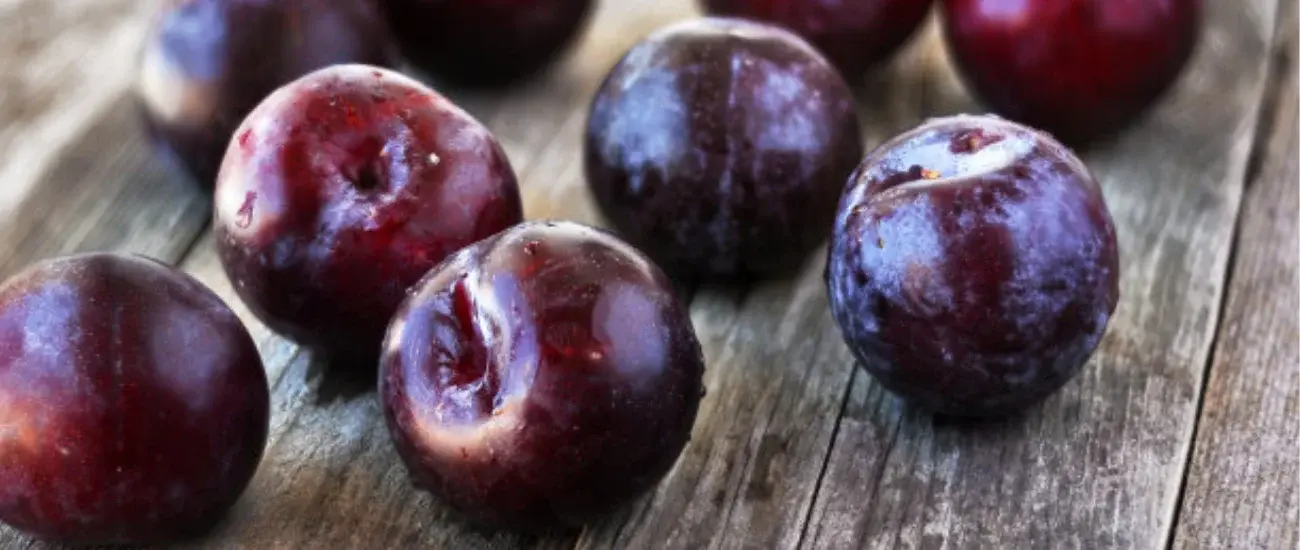 plum extract plum extract