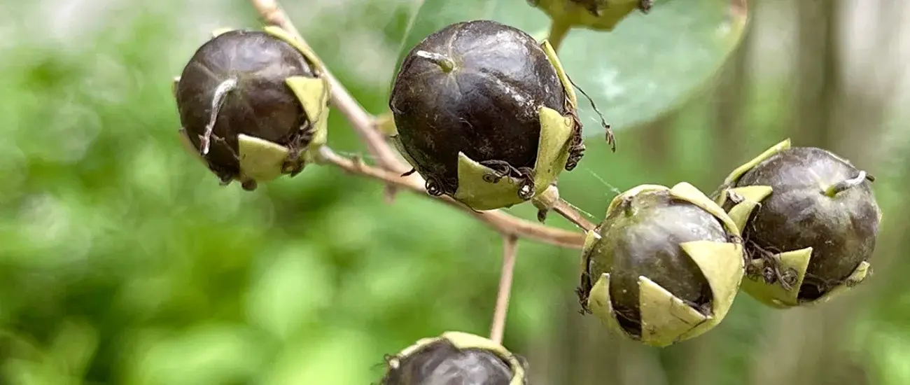 Suspensa Fructus Suspensa Fructus