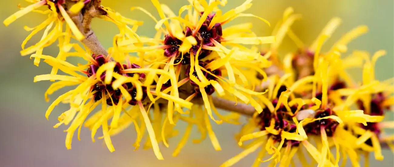 Witch Hazel Witch Hazel