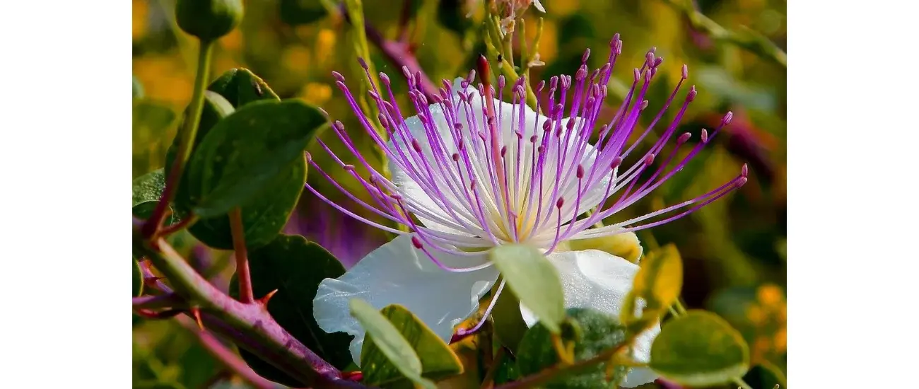 Capparis Spinosa Capparis Spinosa