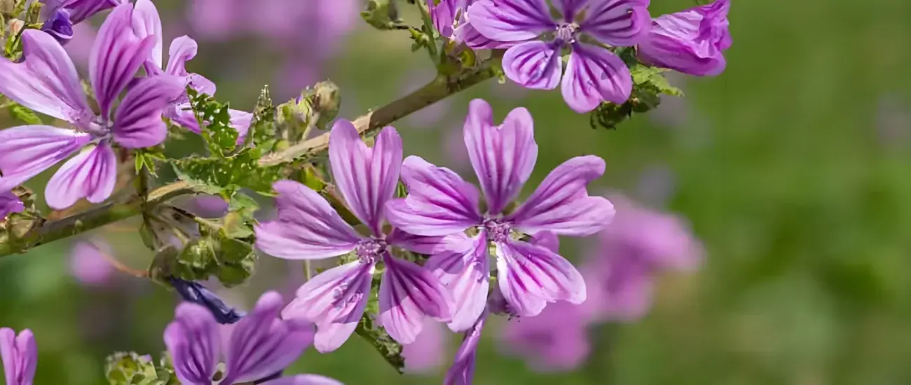 Mallow plant