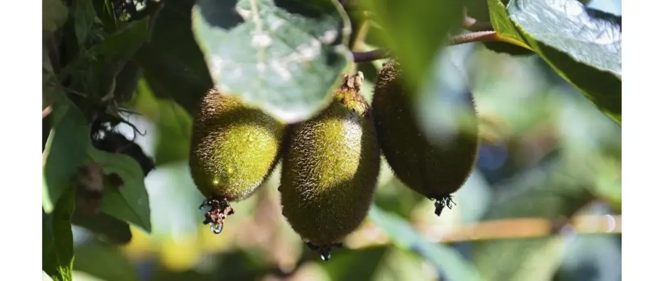 Kiwi Fruit Kiwi Fruit