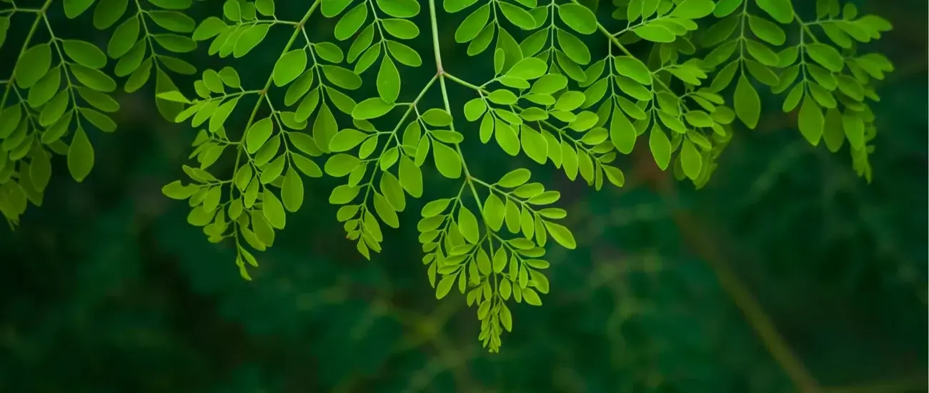 Moringa Leaf