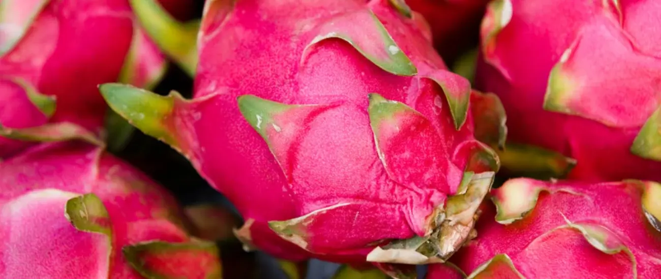 Dragon Fruit Dragon Fruit