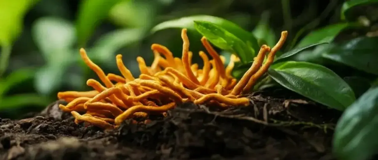 Cordyceps Sinensis Cordyceps Sinensis