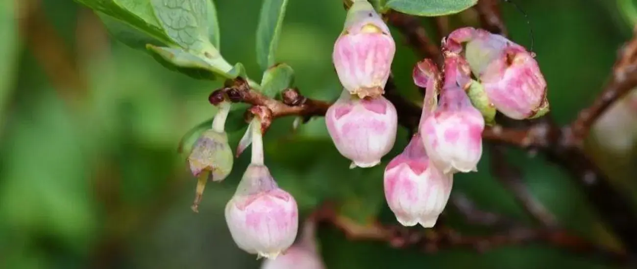 Vaccinium Uliginosum Vaccinium Uliginosum