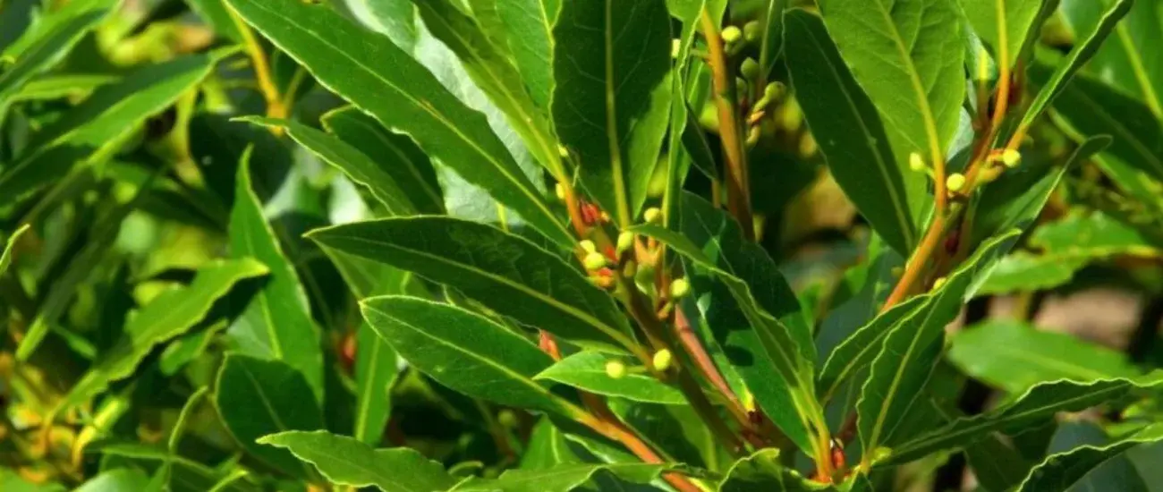 Laurus Nobilis Laurus Nobilis