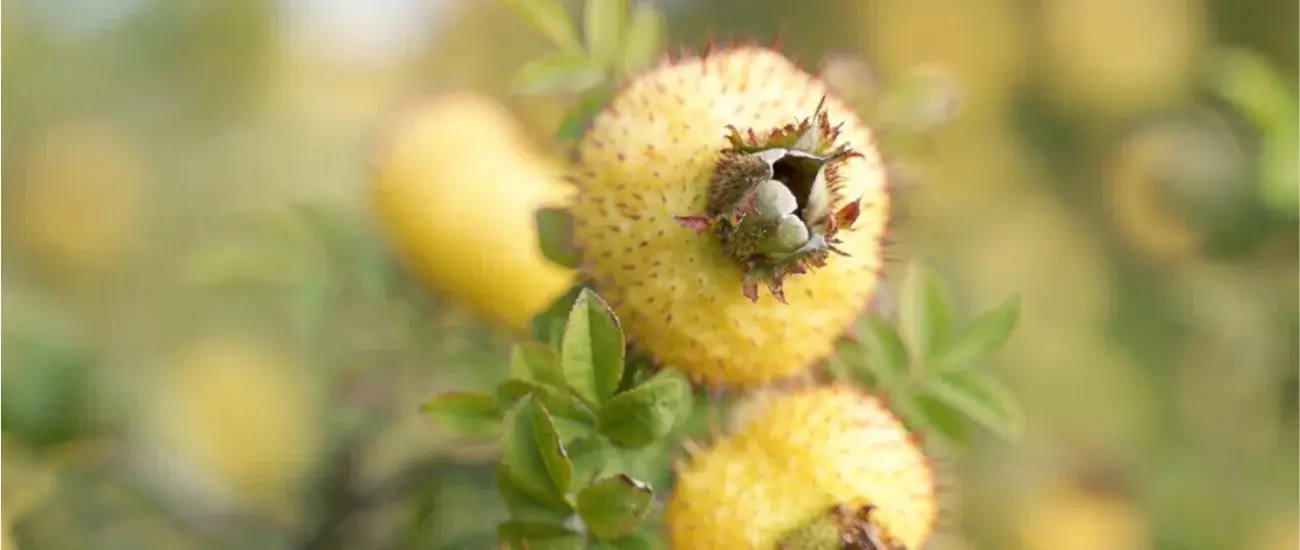 Cili Fruit Cili Fruit