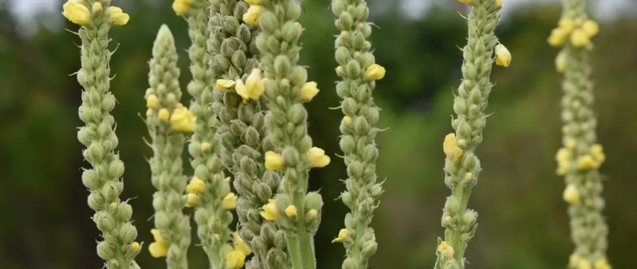 Mullein Mullein