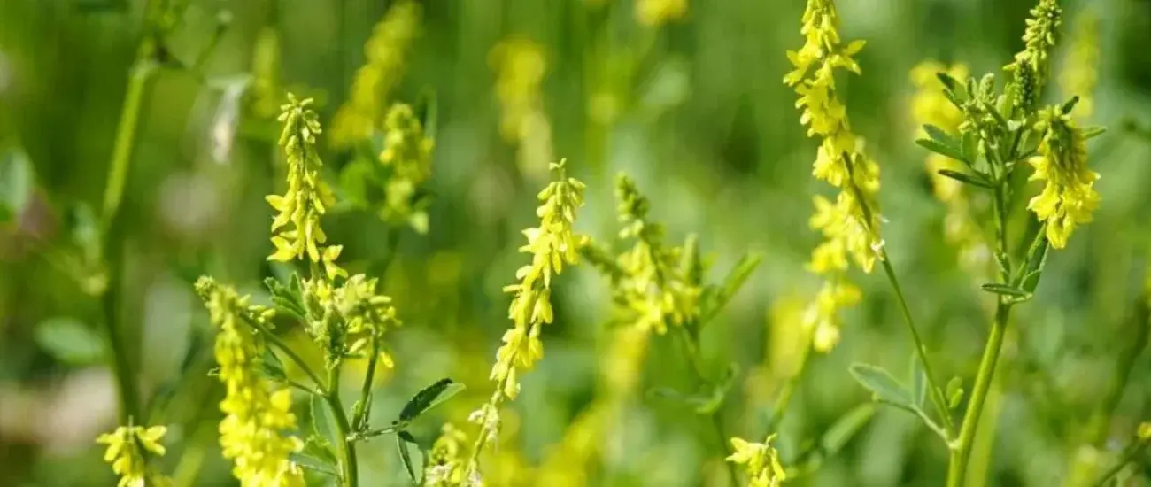 Melilotus Melilotus