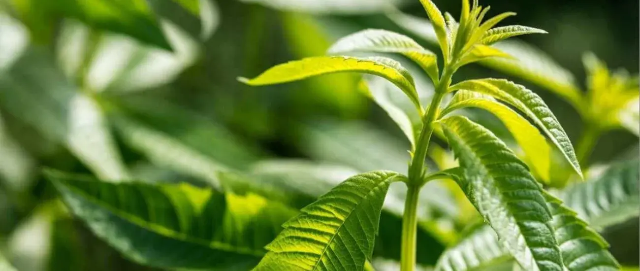 lemon verbena