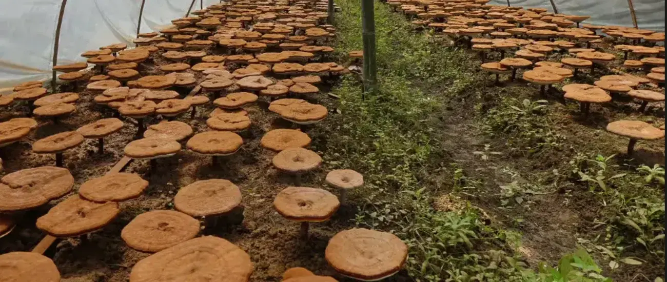  Reishi Mushroom Reishi Mushroom