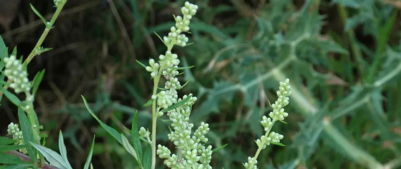 Artemisia Vulgaris