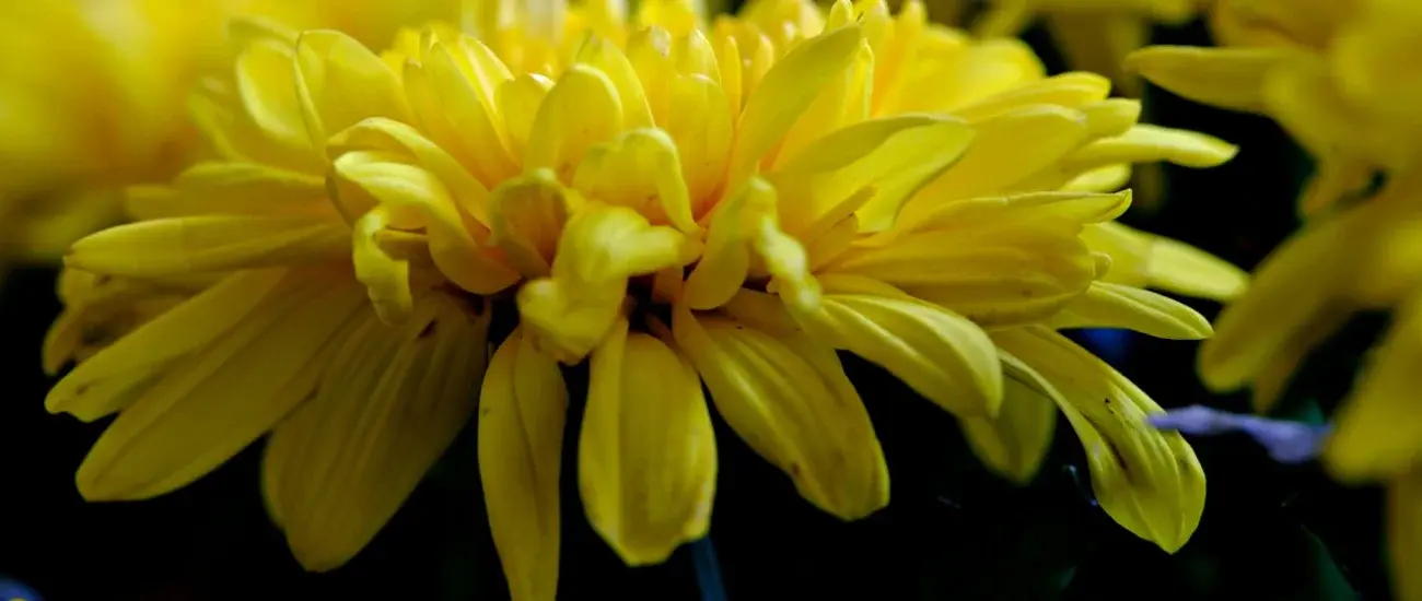Chrysanthemum