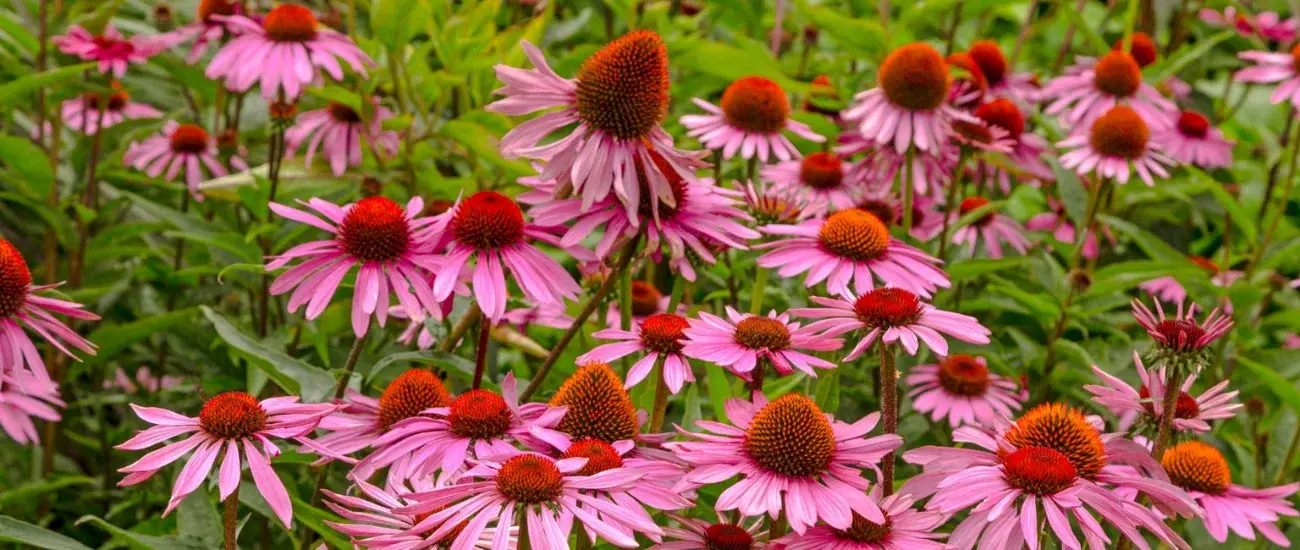 Echinacea Concentrate Juice Powder Echinacea Concentrate Juice Powder