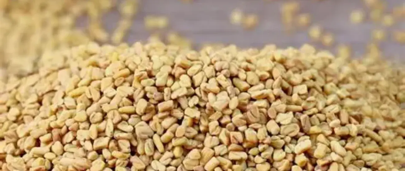 Fenugreek Extract Fenugreek Extract