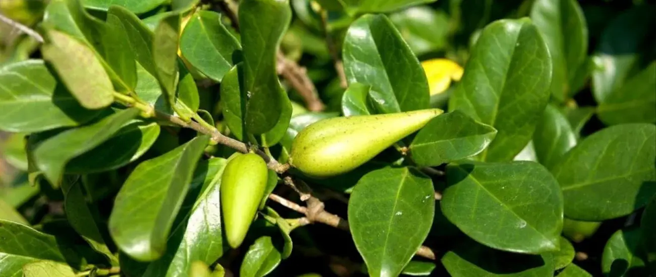Gymnema Sylvestre Gymnema Sylvestre