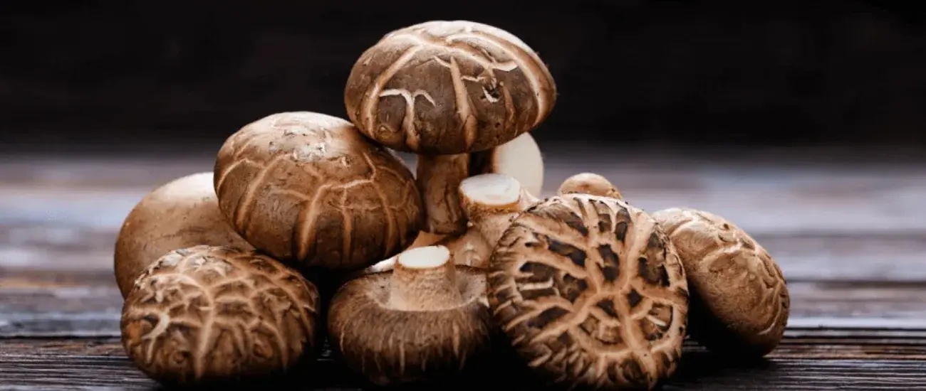 Shiitake Mushroom Shiitake Mushroom