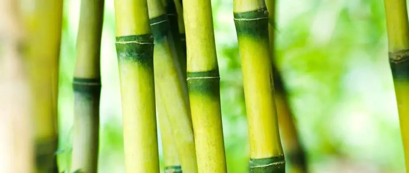 Bamboo Bamboo
