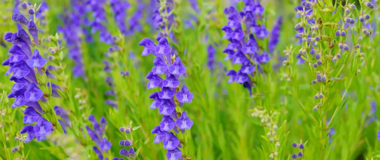 Scutellaria Root 