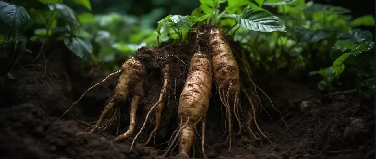 Yacon Root Yacon Root