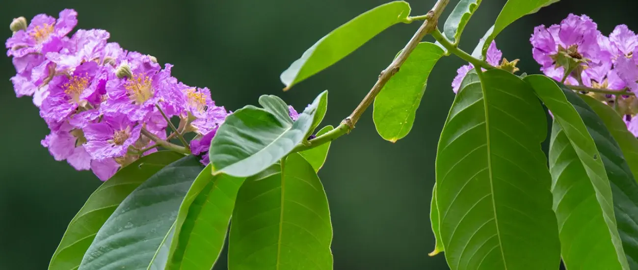 Banaba