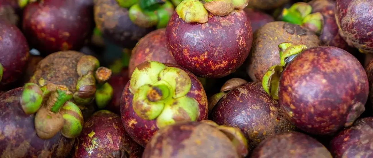 Mangosteen Mangosteen