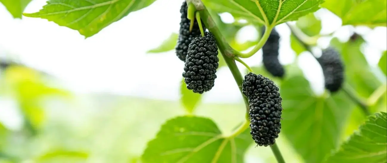 Mulberry Leaf Mulberry Leaf