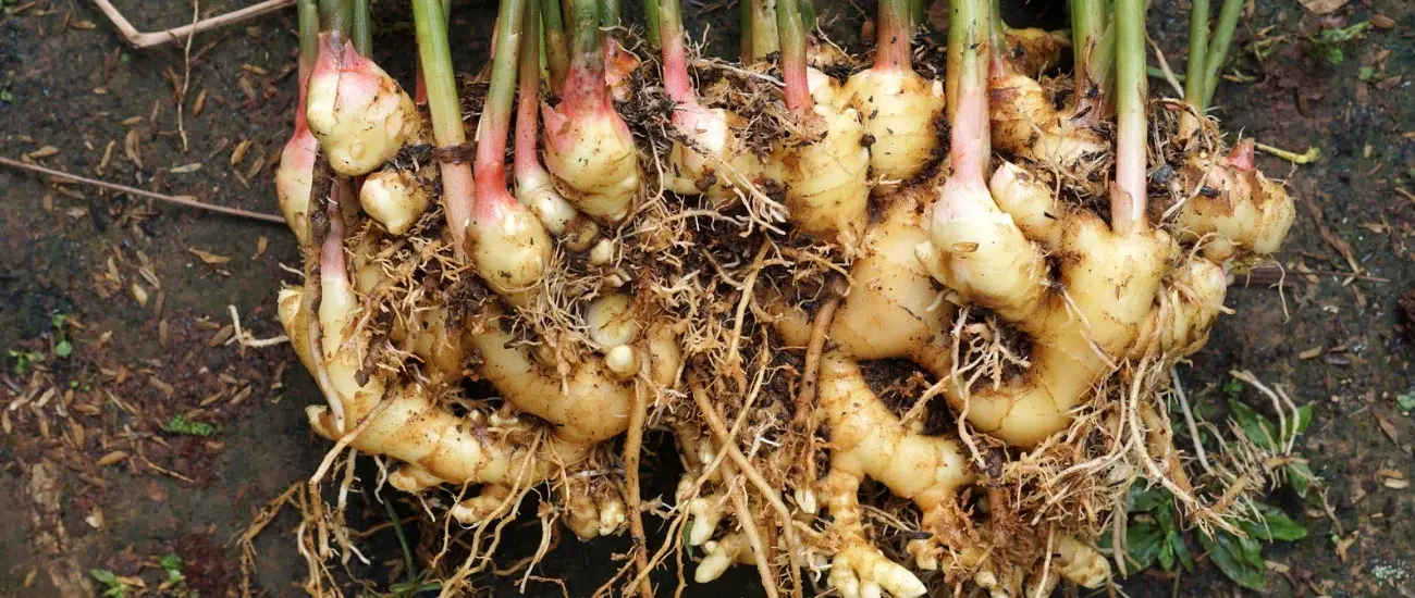 Rhizome Coptidis Rhizome Coptidis