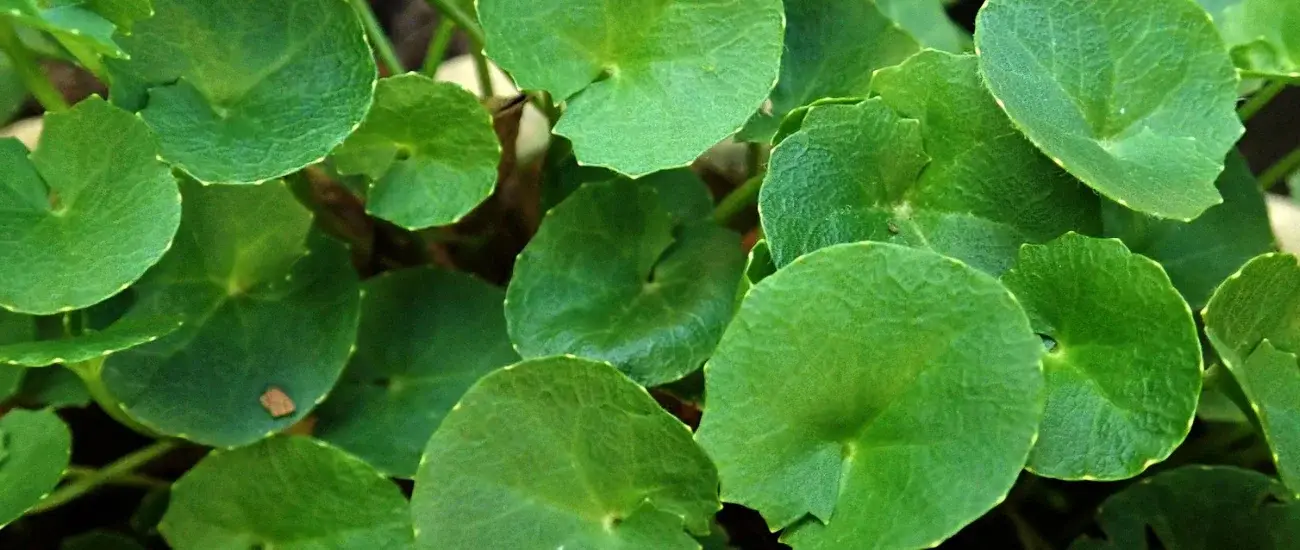 Centella Asiatica Centella Asiatica
