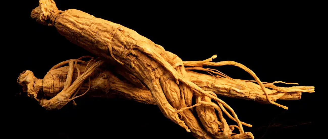 Panax Ginseng Panax Ginseng