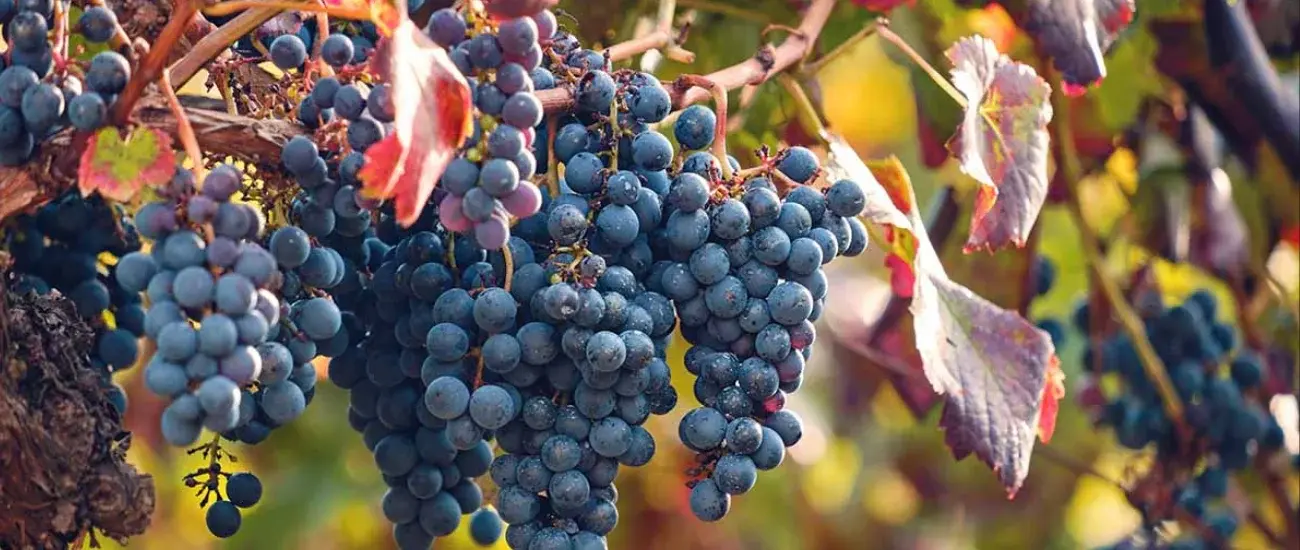 Grape Skin Grape Skin