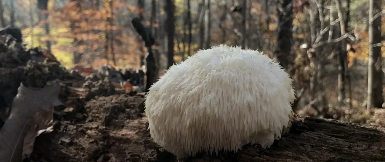 Hericium Erinaceus Hericium Erinaceus