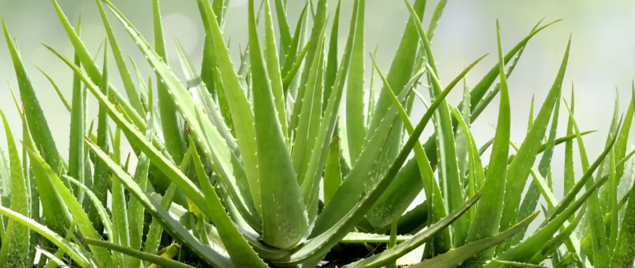 Aloevera Aloevera