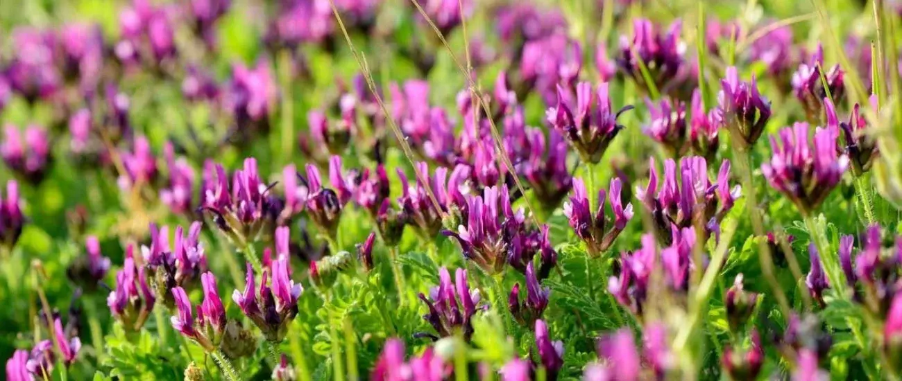 Astragalus Extract Astragalus Extract