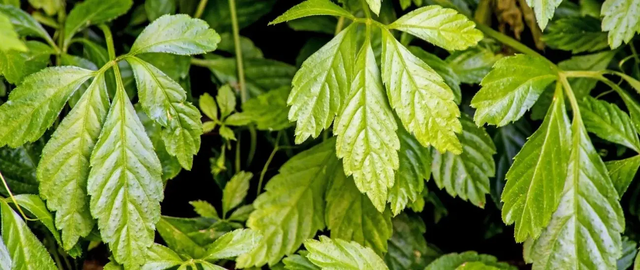 Gynostemma Pentaphyllum